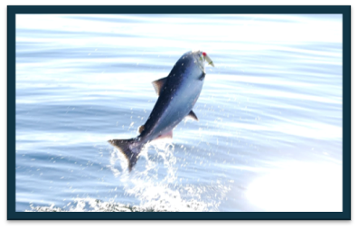 A large chinook salmon jumping out of the water - salmon has a red and white fishing hook in it's mouth. Water is splashing.
